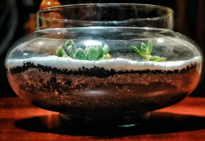 Zen Garden Terrarium